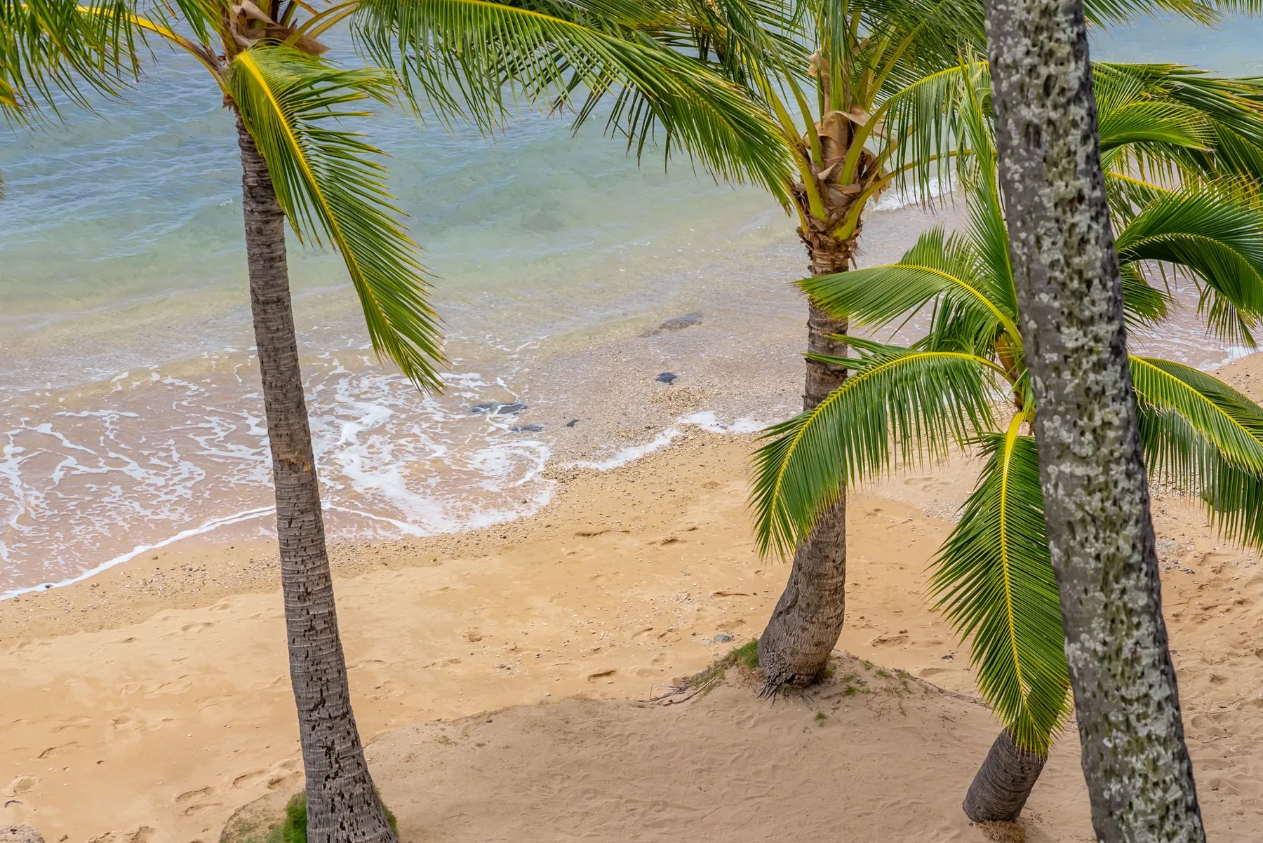 Una playa de arena se encuentra con olas suaves bajo varias palmeras.