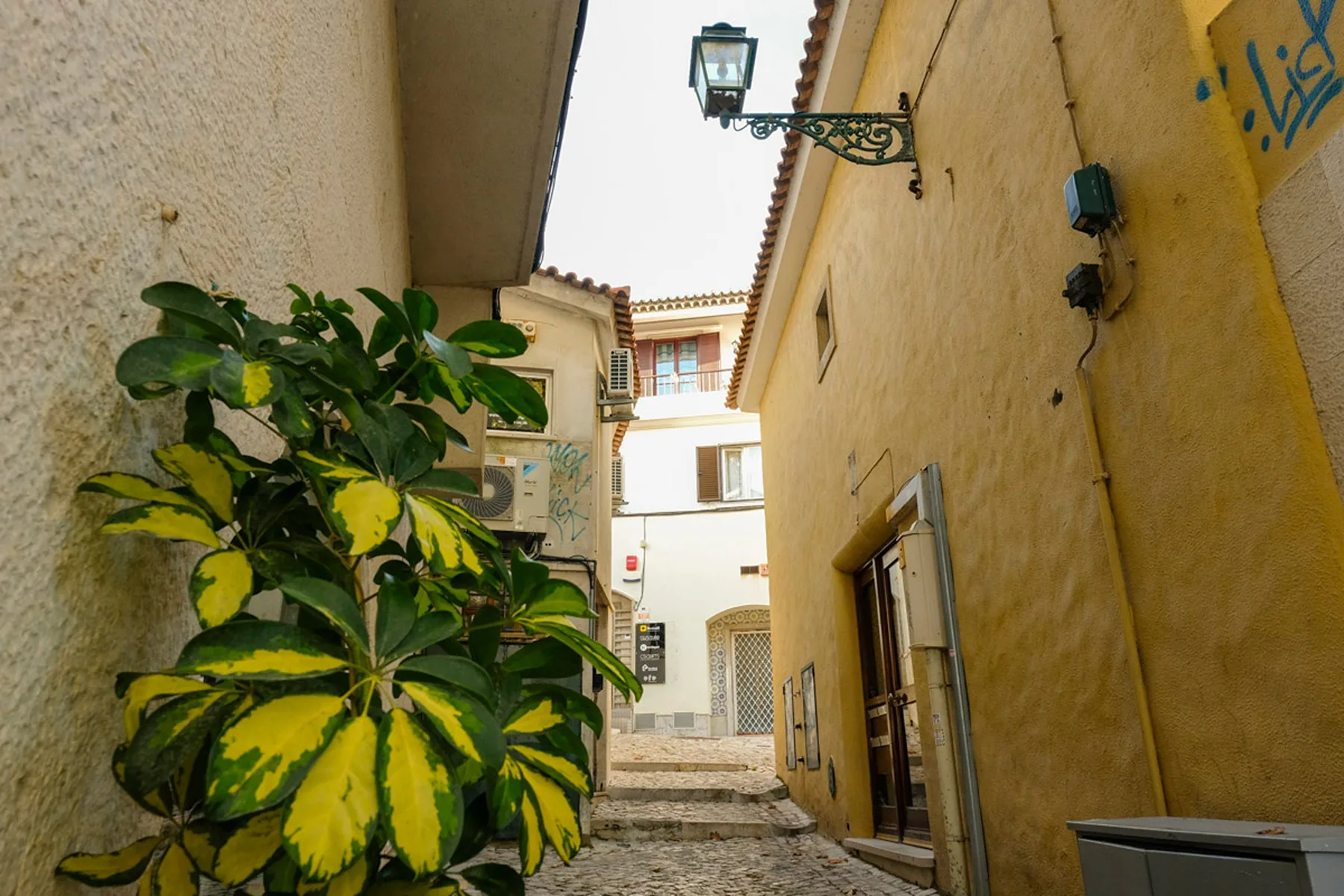 Un callejón estrecho pavimentado pasa entre edificios de tonos cálidos, con una planta frondosa junto al camino.