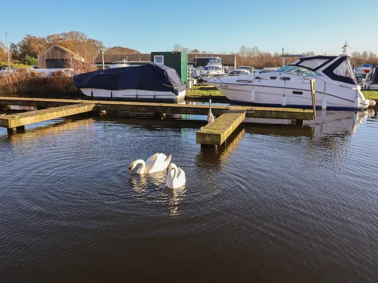 Hay barcos amarrados en una marina, con cisnes nadando en primer plano.