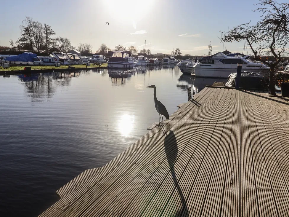 Una garza está sobre un muelle de madera junto a una marina iluminada por el sol.