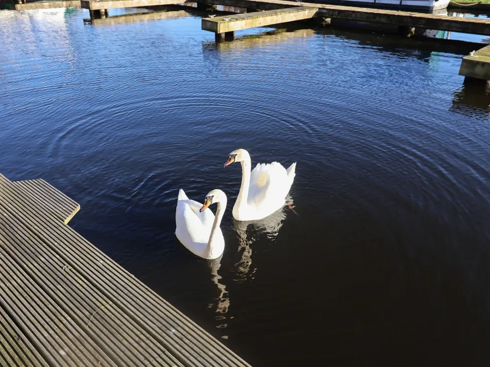 Dos cisnes blancos nadan junto a un muelle de madera en agua oscura.