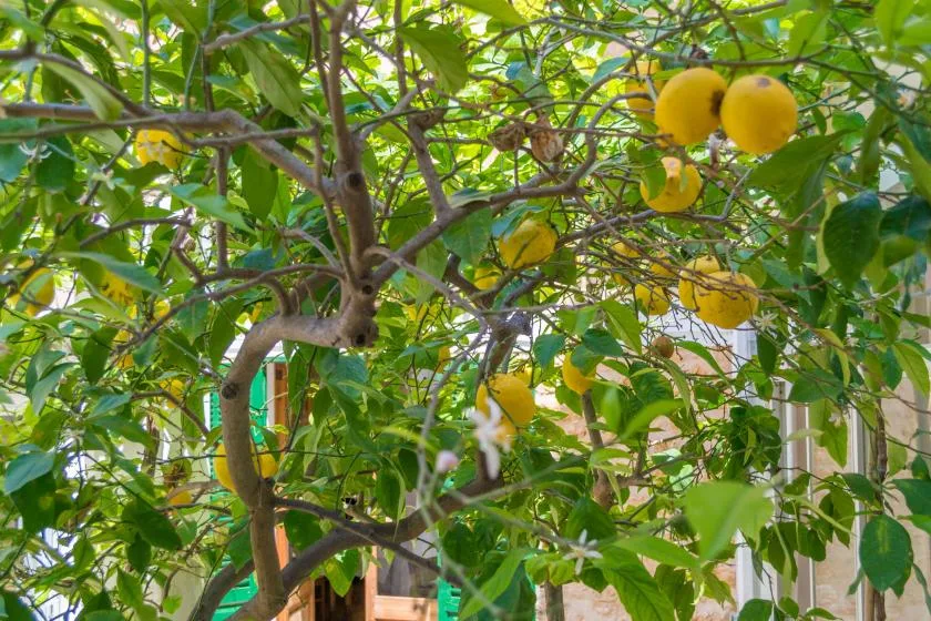 A leafy citrus tree with several yellow fruits fills the scene.