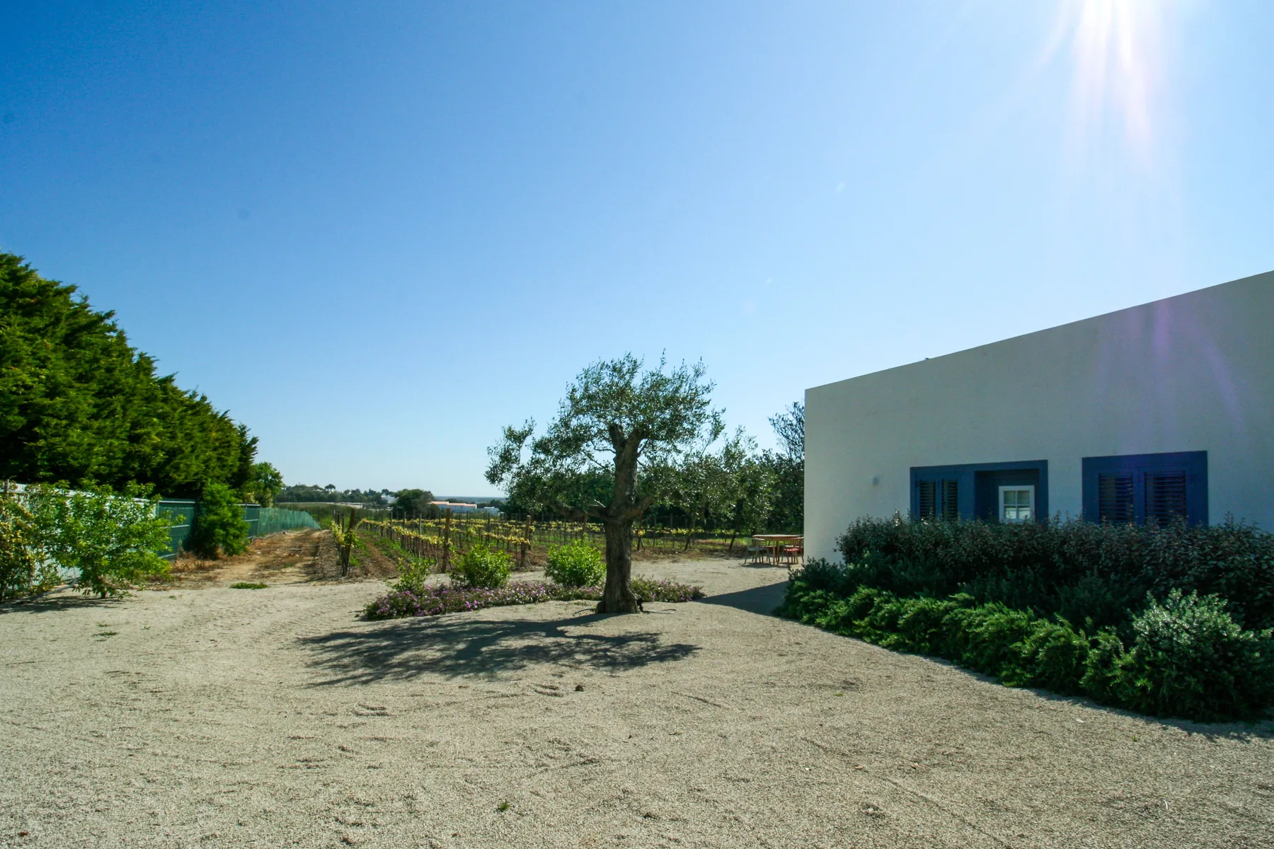 A house exterior overlooks a gravel yard with a tree and surrounding greenery.