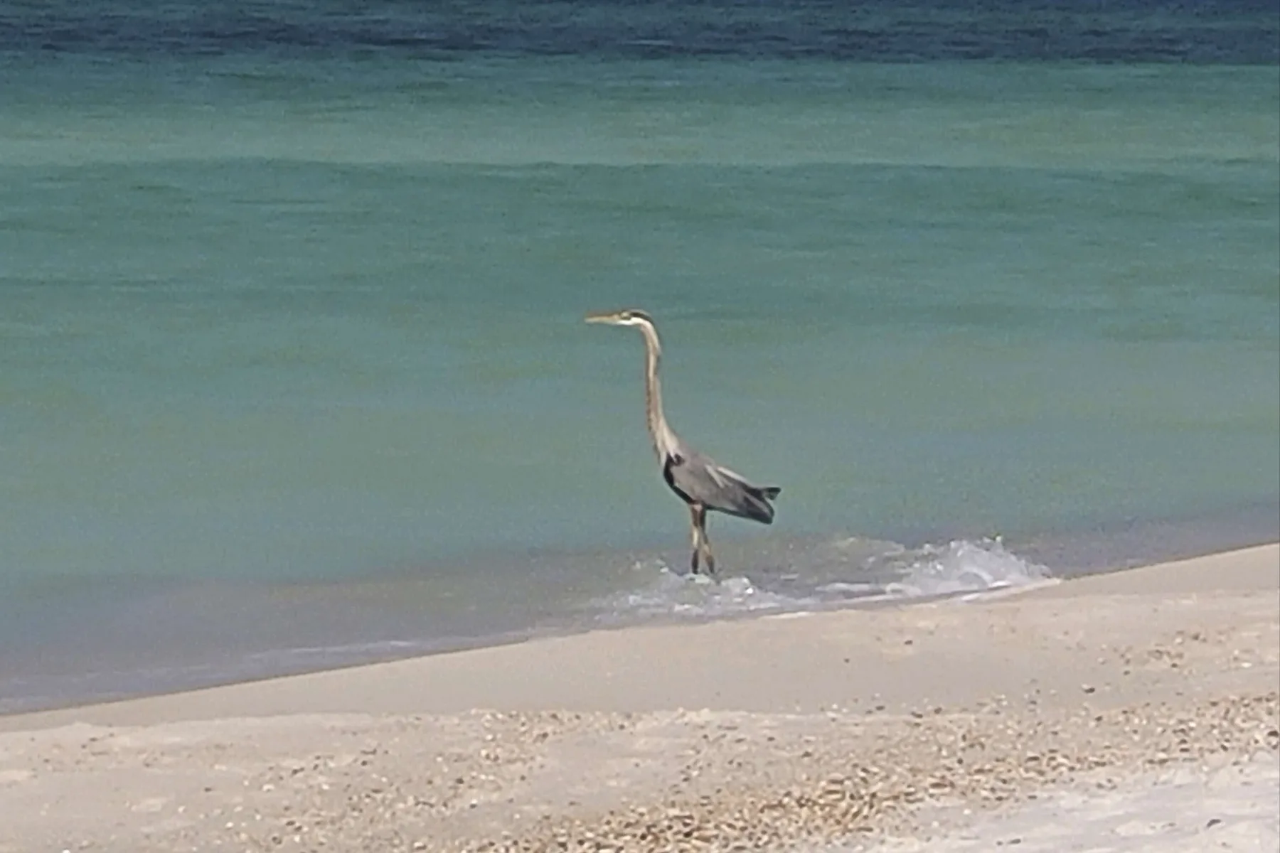 A long-legged bird stands at the edge of the water on a sandy beach.