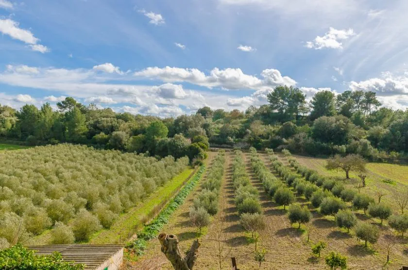 An orchard with orderly rows of trees beneath a partly cloudy sky.