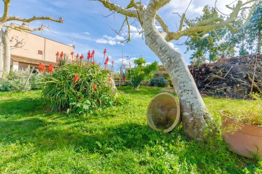 A grassy garden with flowering plants and a large tree.