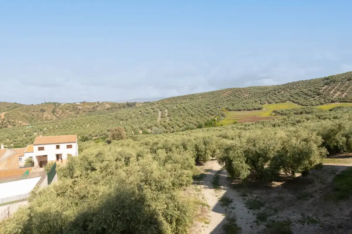 Un paisaje rural con olivares, colinas onduladas y una casa.