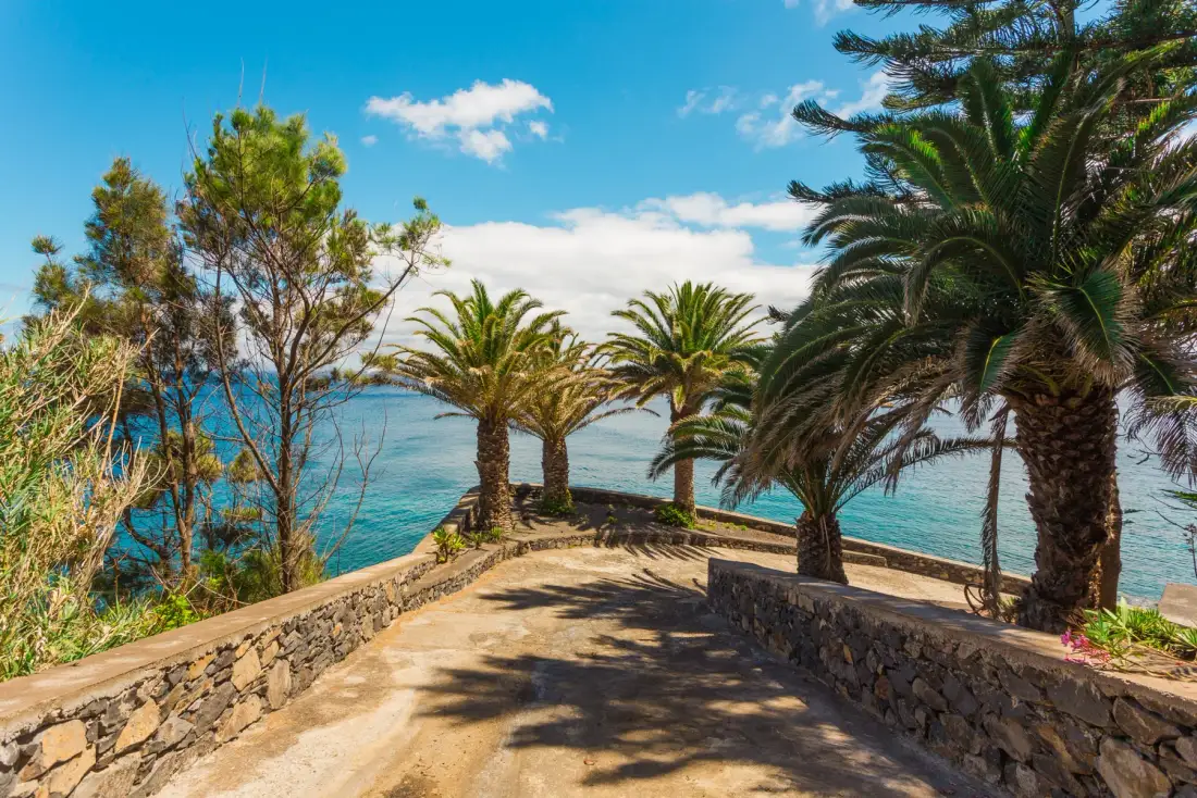 Un camino de piedra conduce al mar bajo las palmeras.