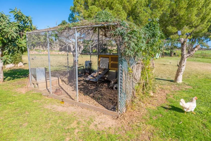 Un gallinero al aire libre está junto a un patio con césped y árboles.