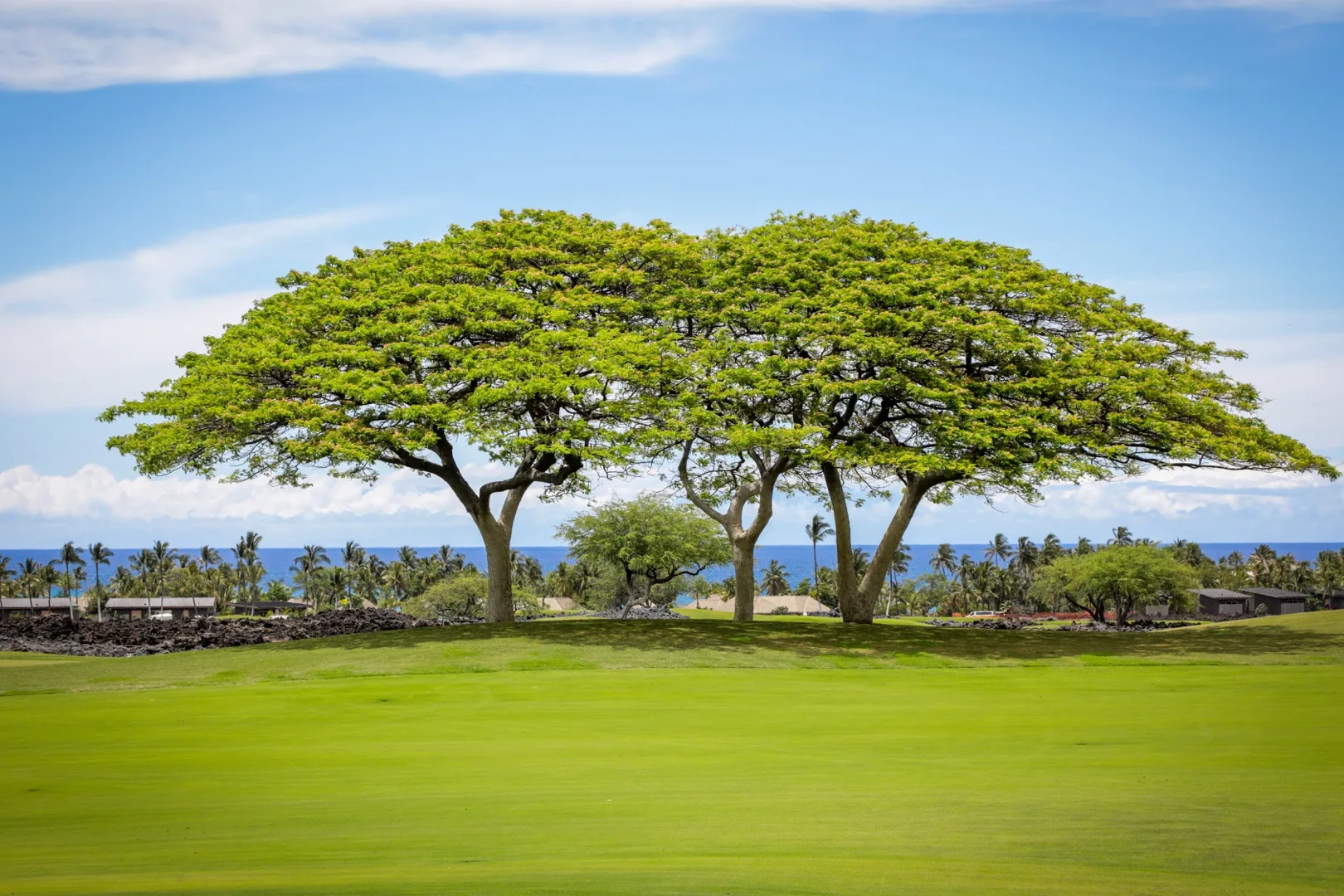 A broad green lawn lies beneath spreading trees, with the ocean visible in the distance.
