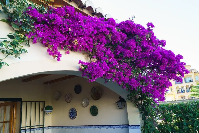 Una entrada de edificio enmarcada por una gran cascada de flores moradas.