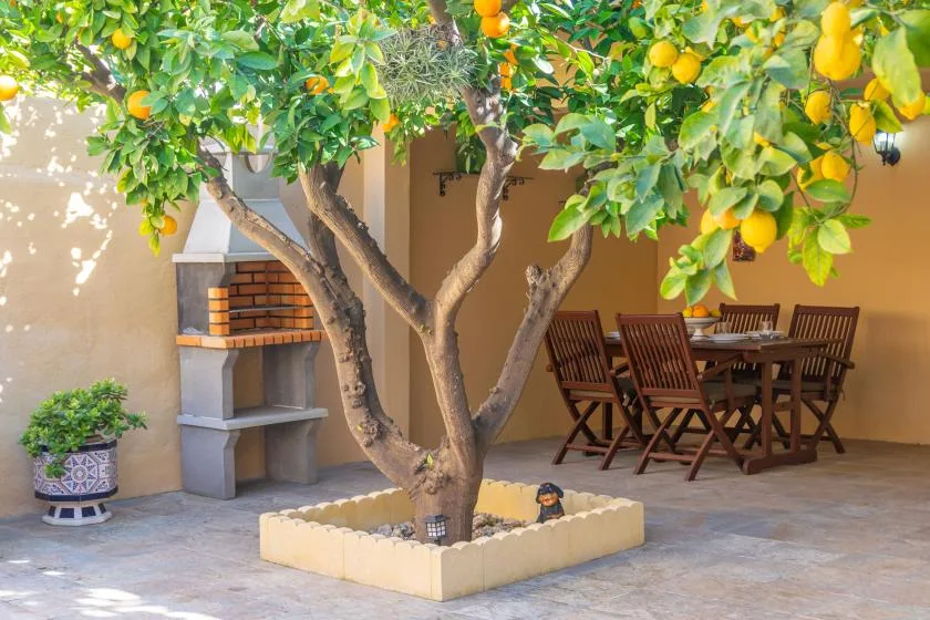 A leafy courtyard with a fruit tree, outdoor dining table, and built-in barbecue.