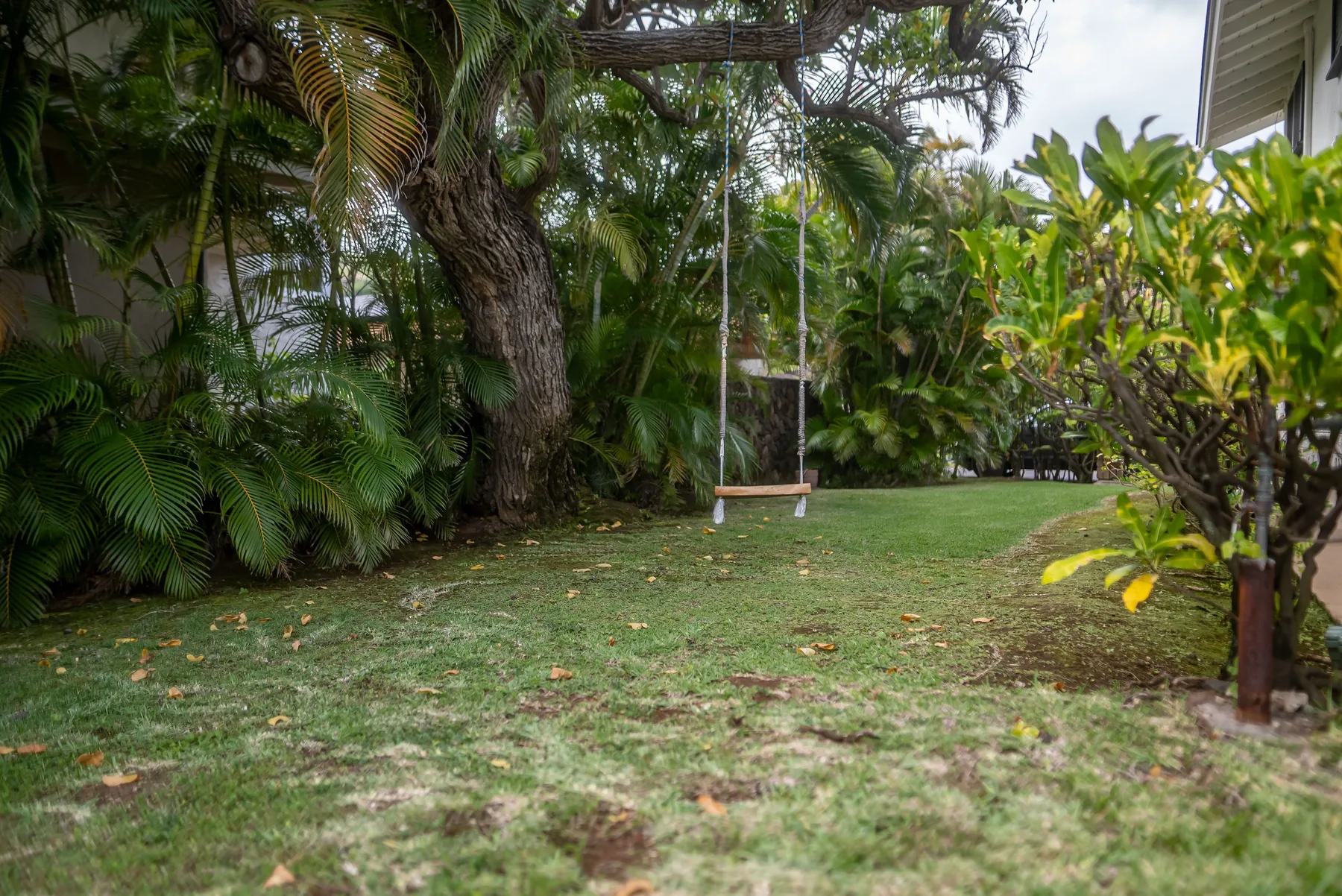 Un jardín con césped y un columpio de madera colgado de un árbol grande.