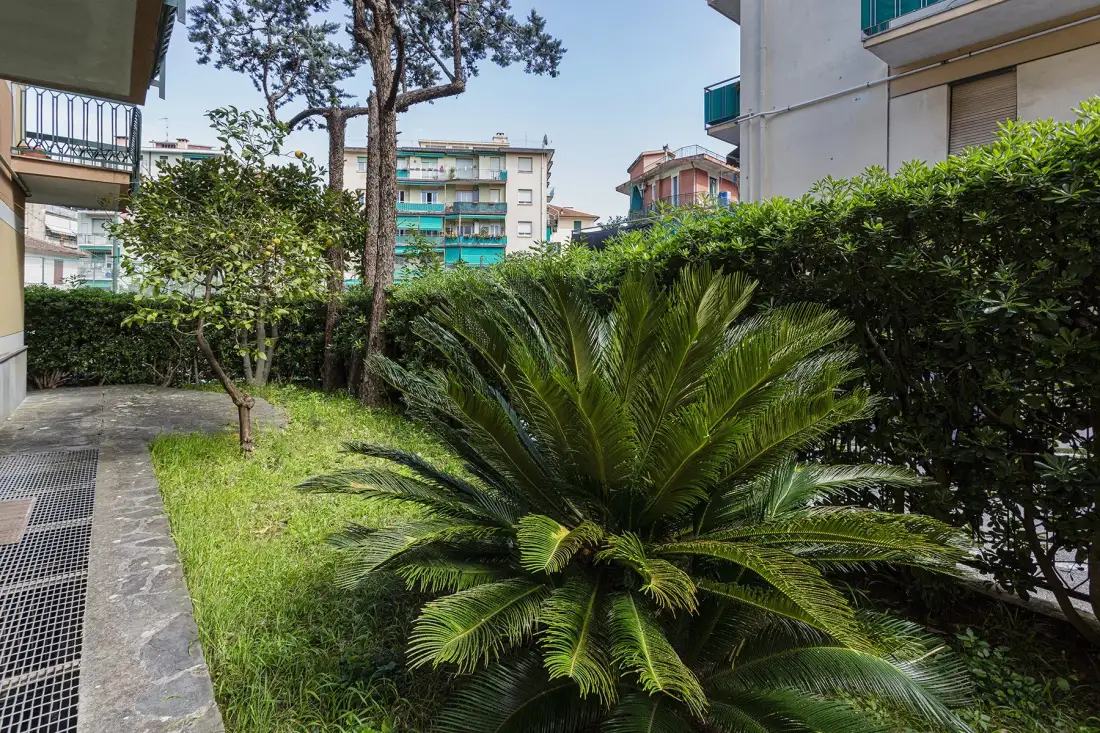 Un patio ajardinado con una gran planta de hojas largas y setos alrededor.
