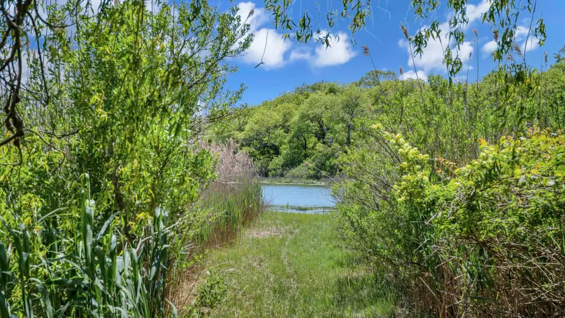 Un sendero de hierba atraviesa la vegetación hasta un pequeño estanque.