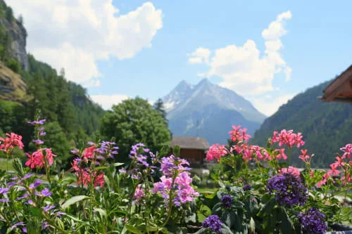 Jardín alpino con flores rosas y violetas con vistas a las montañas nevadas cerca de Evolène.