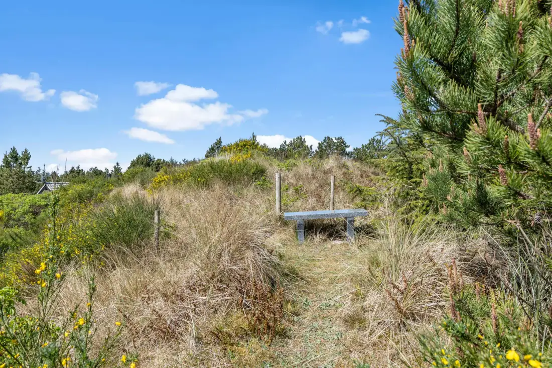 Un sendero arenoso atraviesa dunas cubiertas de hierba junto a pinos bajo un cielo azul.