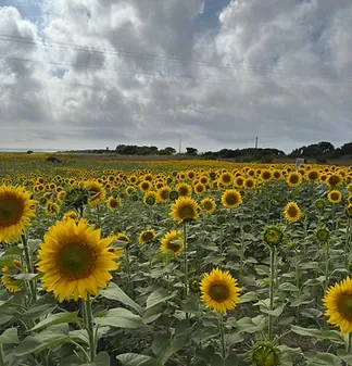 Sunflower garden