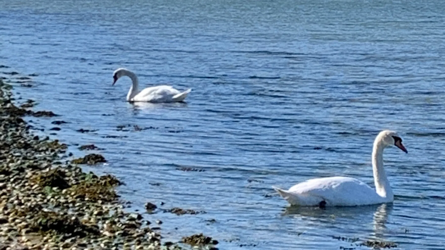 Two white swans swim in blue water beside a rocky shoreline.