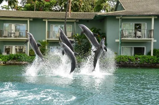 Delfines saltan de una piscina frente a un edificio verde.