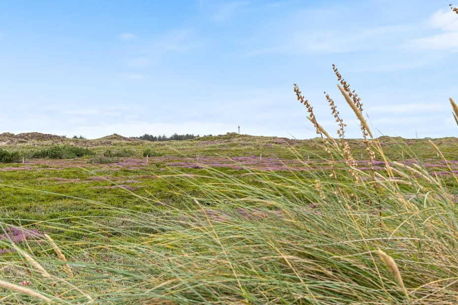 A grassy coastal landscape with low dunes beneath a clear sky.