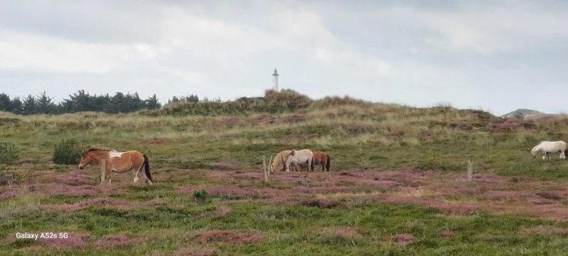 Horses graze on a grassy, open landscape beneath a cloudy sky.