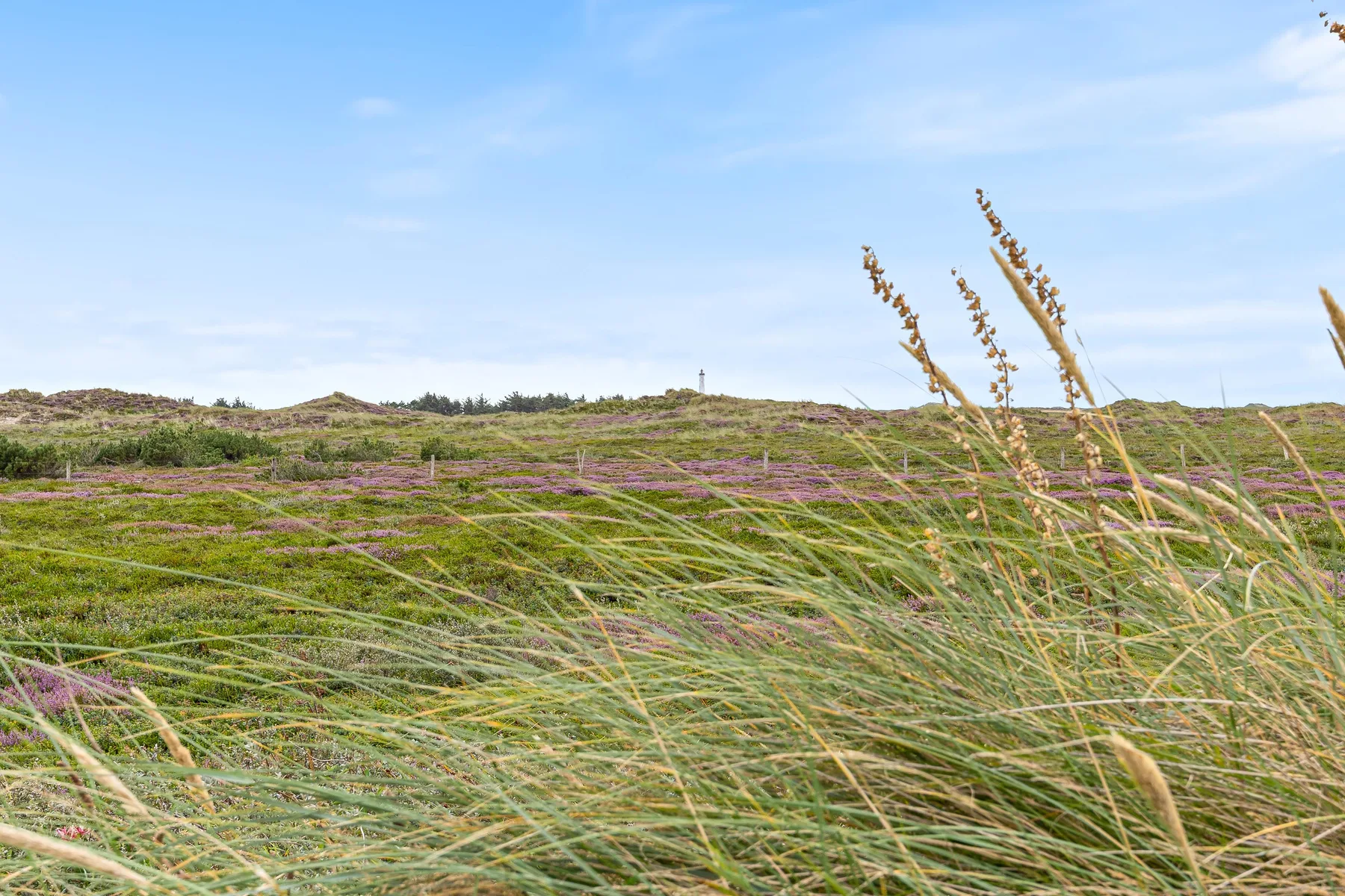 A coastal landscape shows grassy dunes with patches of purple flowers beneath a clear sky.