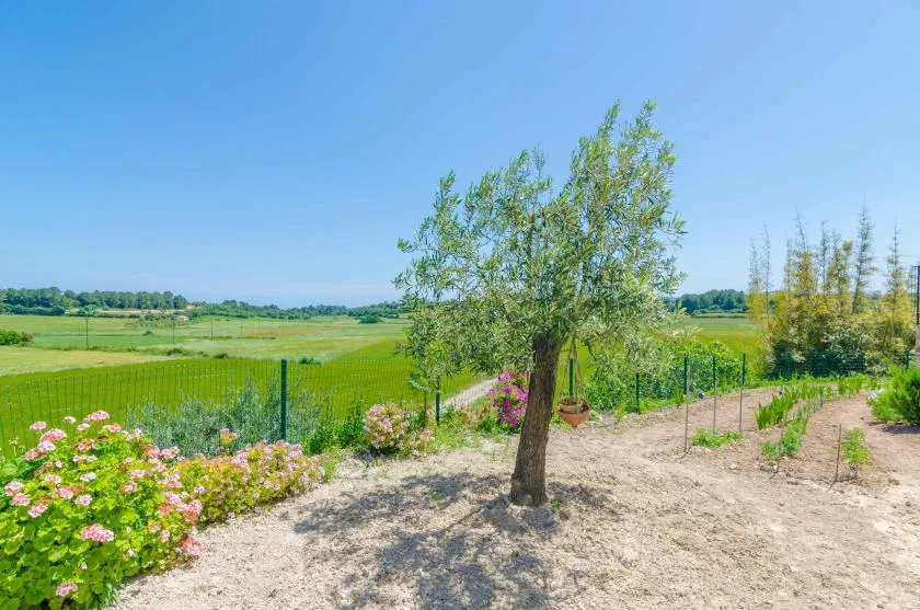 Un jardín soleado con un árbol frondoso, arbustos floridos y campos abiertos al fondo.