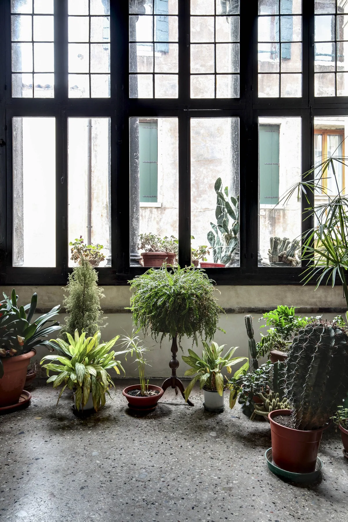 A sunlit indoor garden with potted plants beside tall black-framed windows.