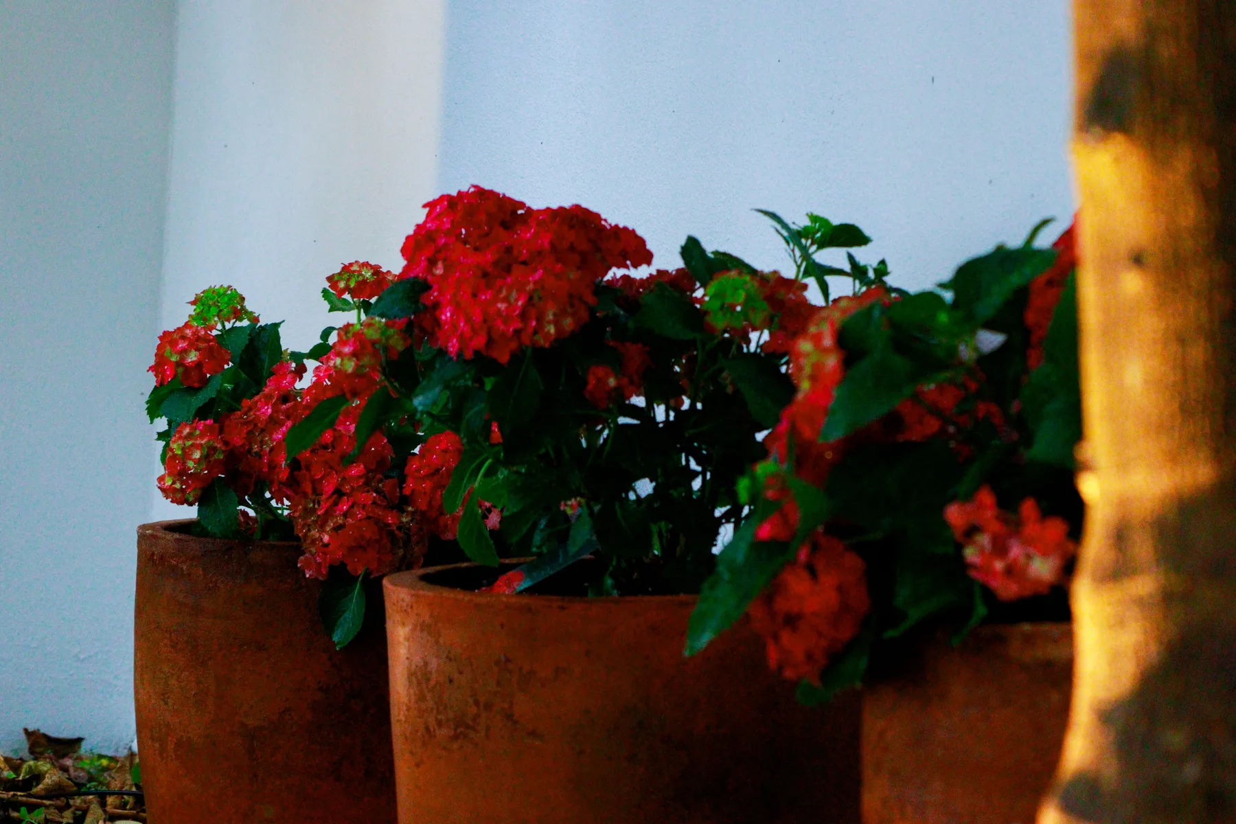 Red flowering plants in pots sit beside a white wall.