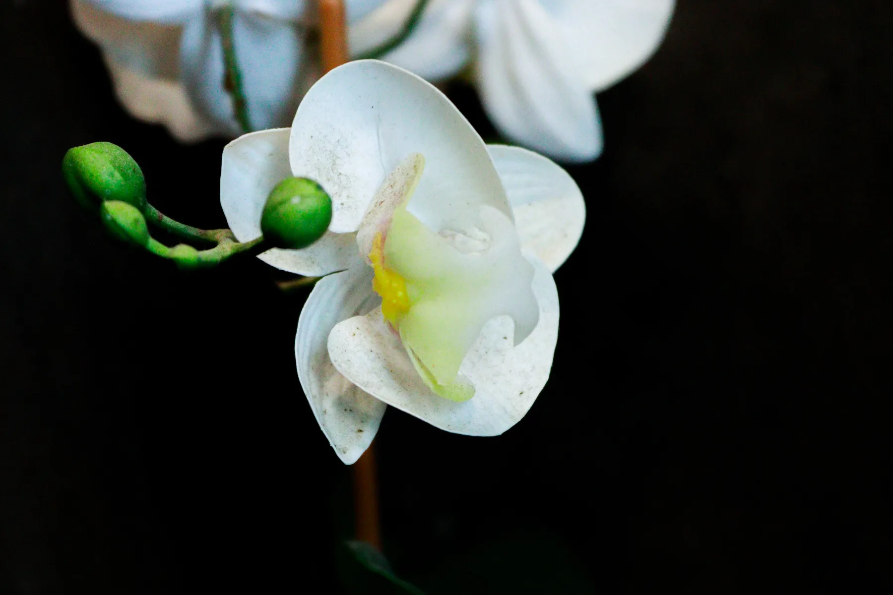 A white orchid flower with green buds against a dark background.