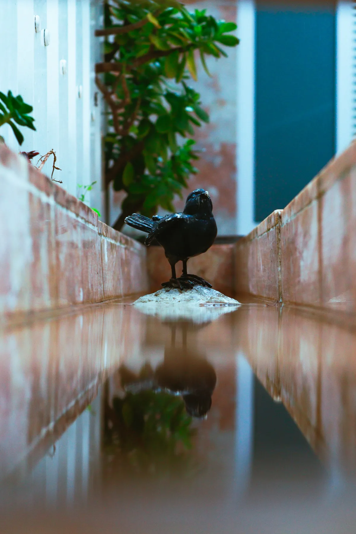 A small bird stands on a wet ledge between brick walls, reflected in the water.