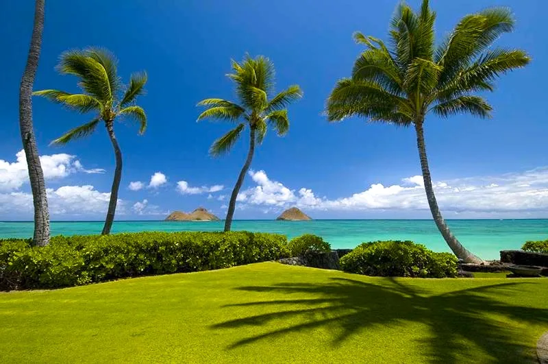 Paisaje costero tropical con palmeras, césped verde y vistas al océano.