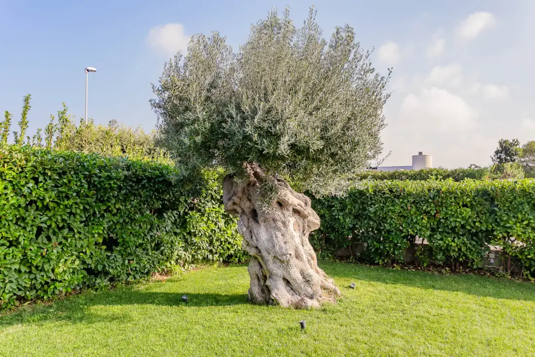 Un jardín frondoso con un árbol maduro rodeado de un seto recortado.