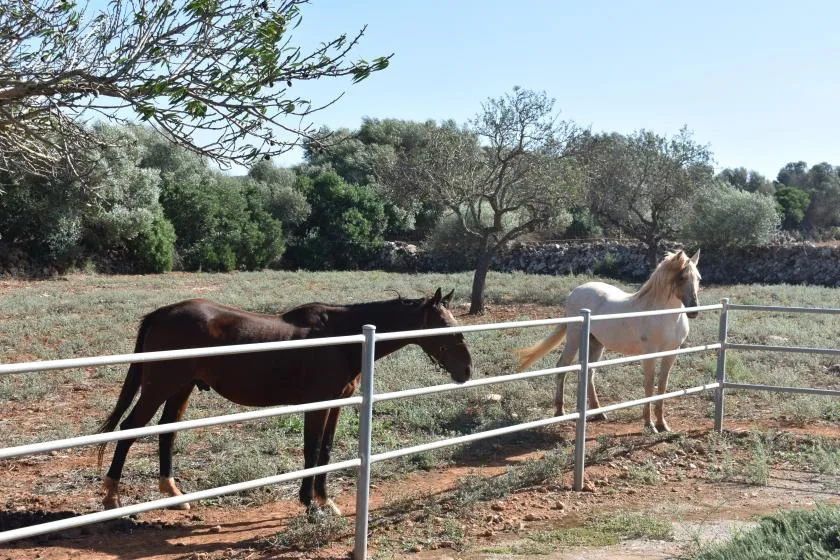 Dos caballos están en un pastizal cercado bajo árboles dispersos.