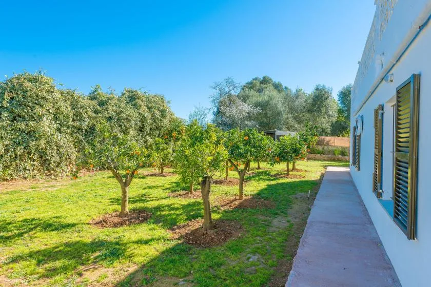 Un jardín con varios árboles junto a un edificio blanco y un sendero pavimentado.