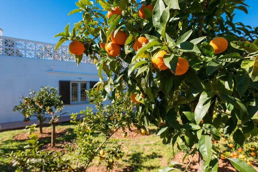 Un naranjo cargado de frutos crece junto a un edificio blanco.