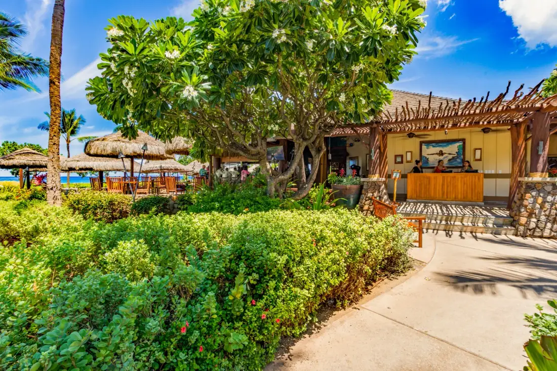 Una zona tropical de comedor al aire libre está junto a un camino pavimentado y abundante vegetación.