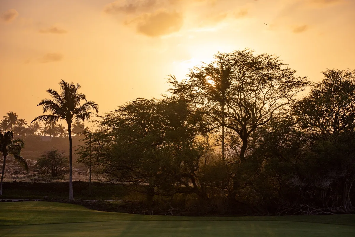 A grassy landscape with trees and a palm silhouetted against the setting sun.