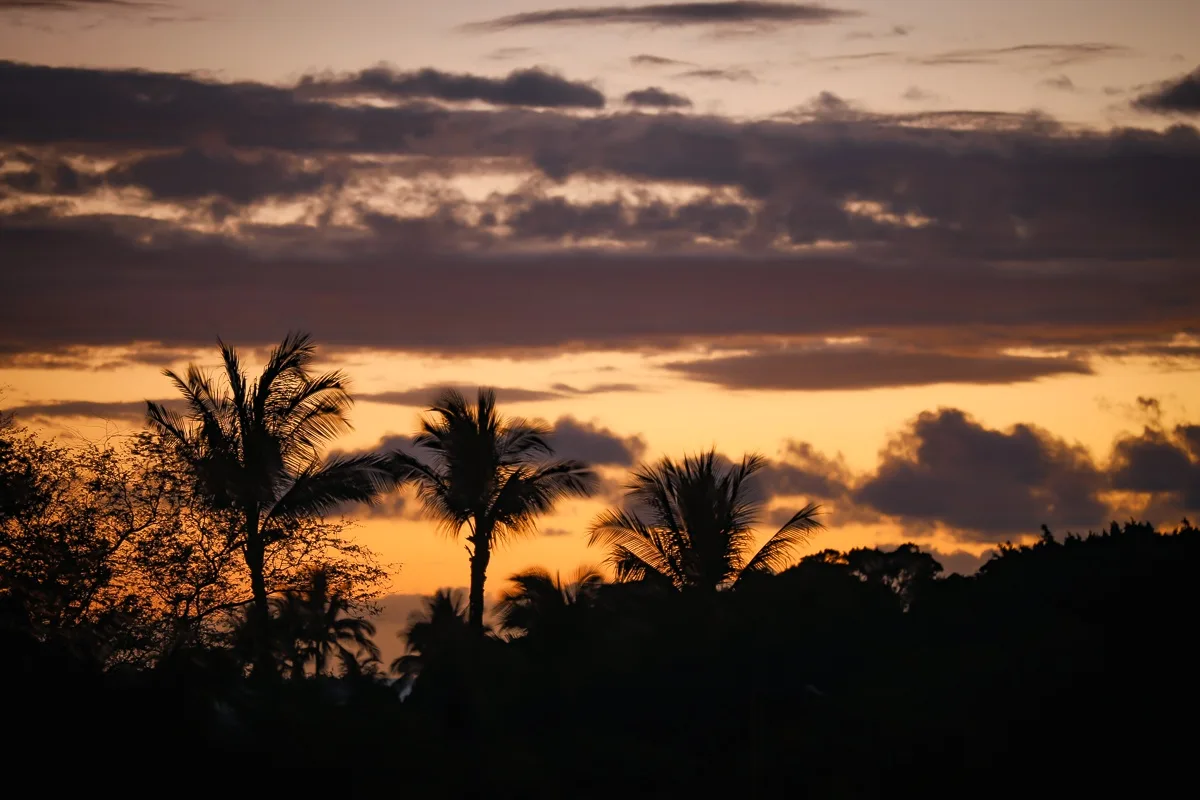 Palm trees and dark foliage stand silhouetted against a vivid sunset sky.
