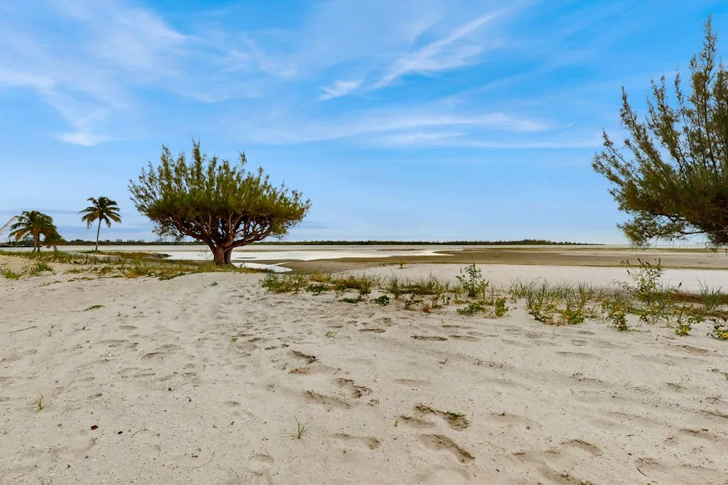 A sandy coastal landscape with sparse trees beneath a blue sky.
