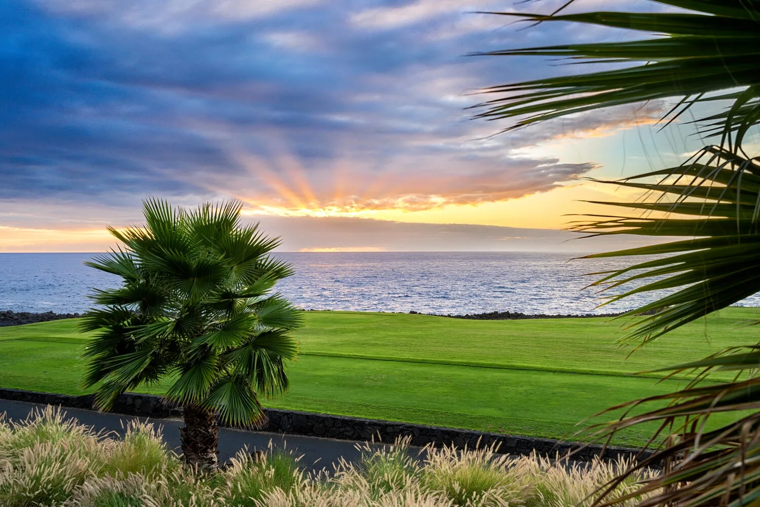 A sunset over the ocean, framed by palm trees and a green lawn.