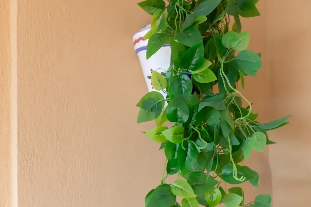 A trailing green plant hangs against a peach-colored wall.