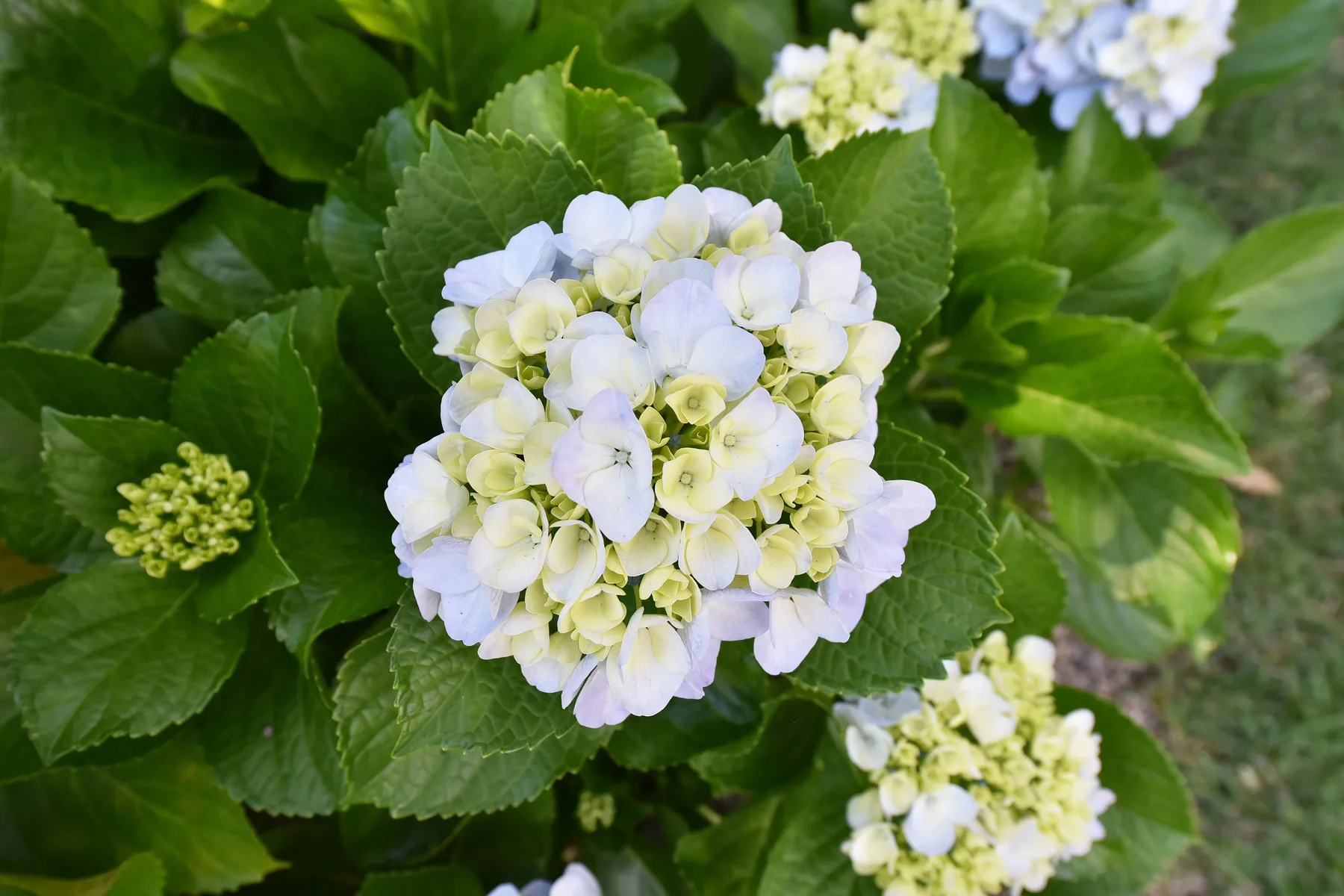 A flowering hydrangea with pale blossoms surrounded by broad green leaves.