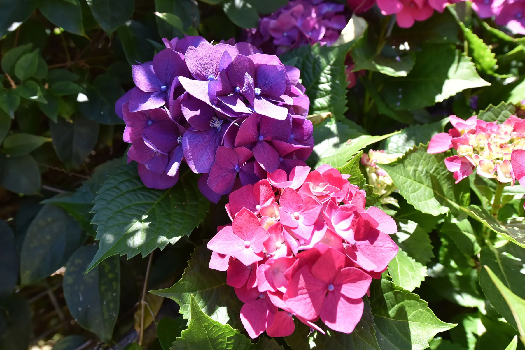 Purple and pink hydrangea flowers bloom among green leaves.