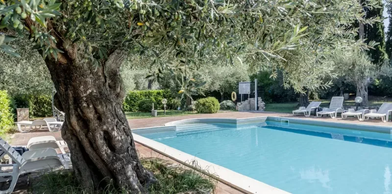An outdoor swimming pool sits among trees and lounge seating.