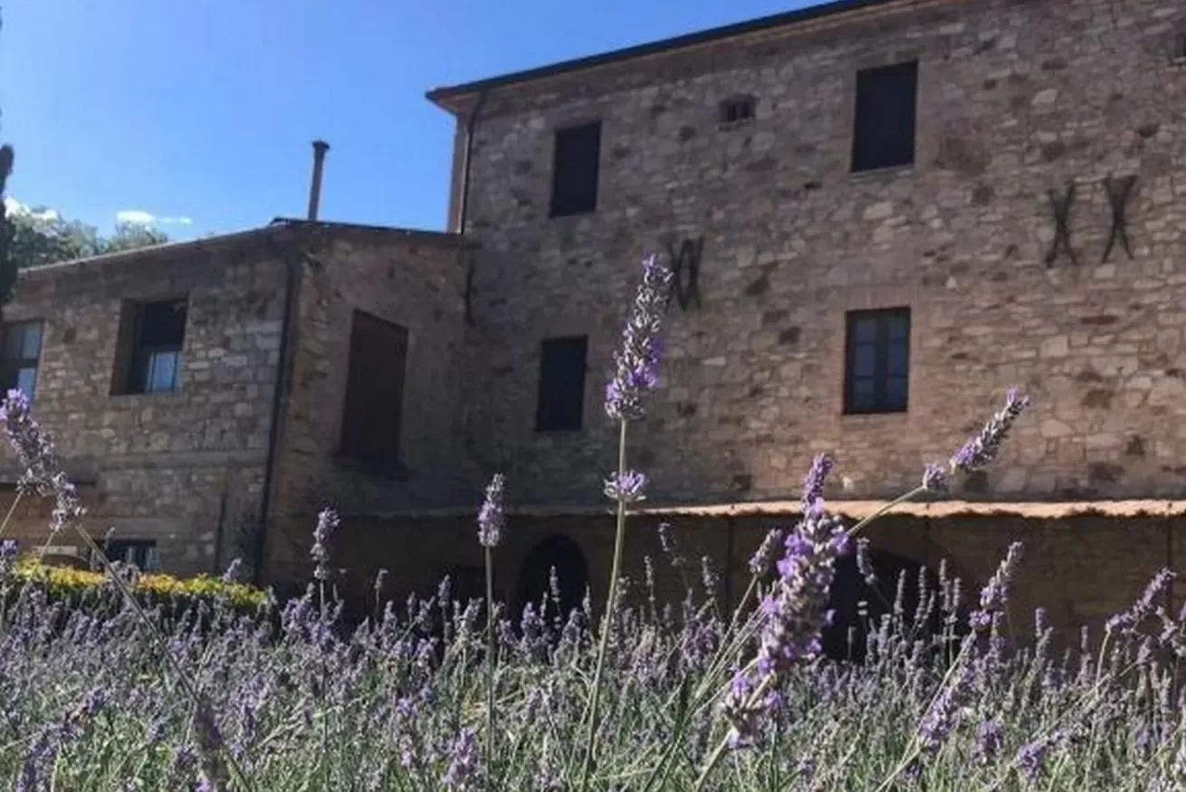 A stone building stands behind flowering lavender plants.