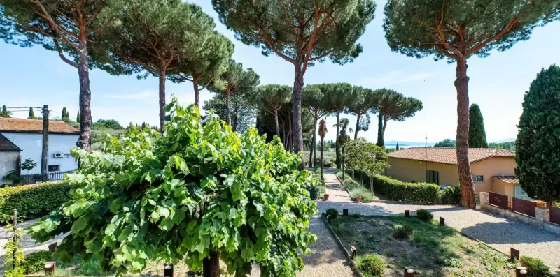 A landscaped outdoor garden with leafy shrubs and tall trees beside a paved path.