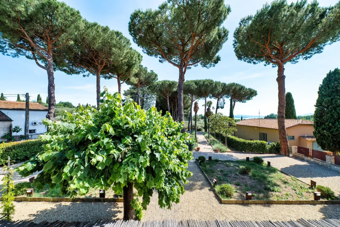 A landscaped outdoor garden with tall pine trees and a paved path.