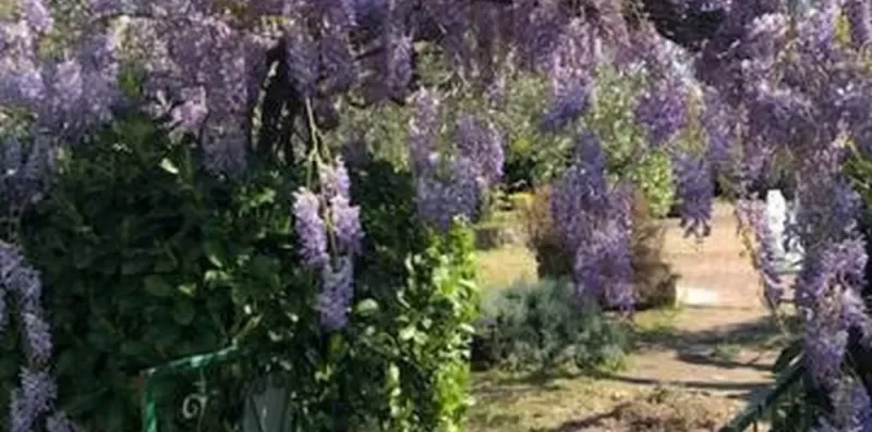 A garden path winds past flowering purple shrubs and green foliage.
